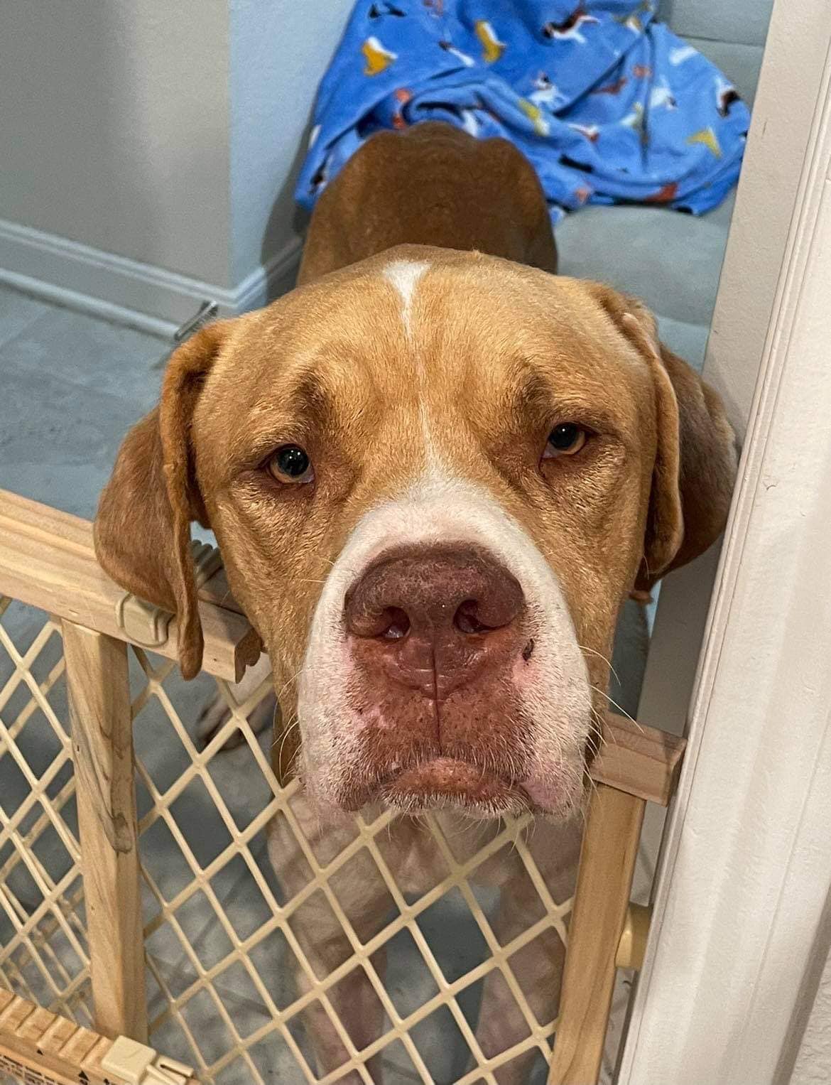 adopted brown dog