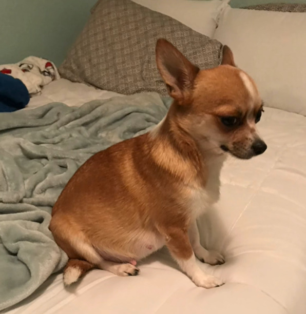 adopted chihuahua