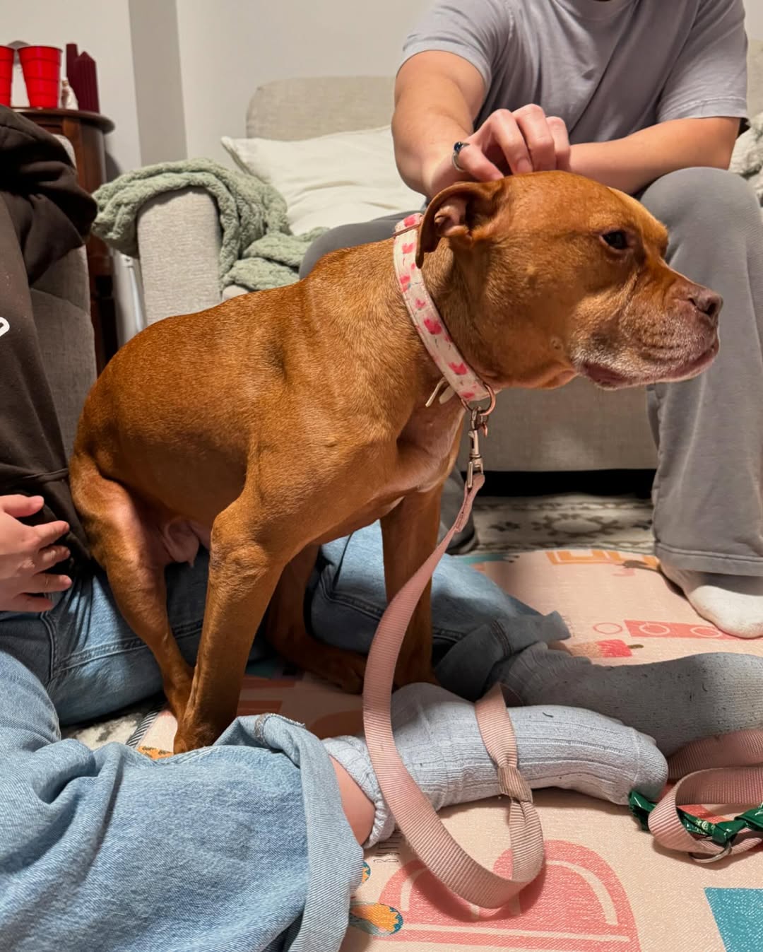 adopted dog in house