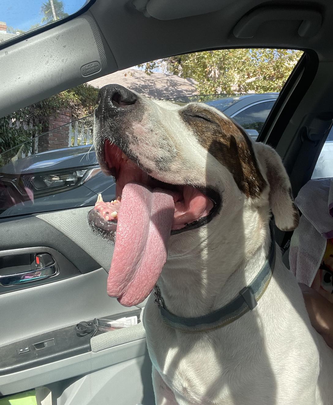 adopted dog on front seat