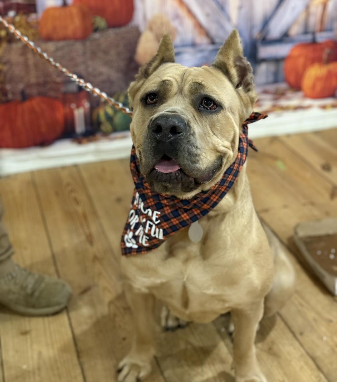 adopted dog on leash