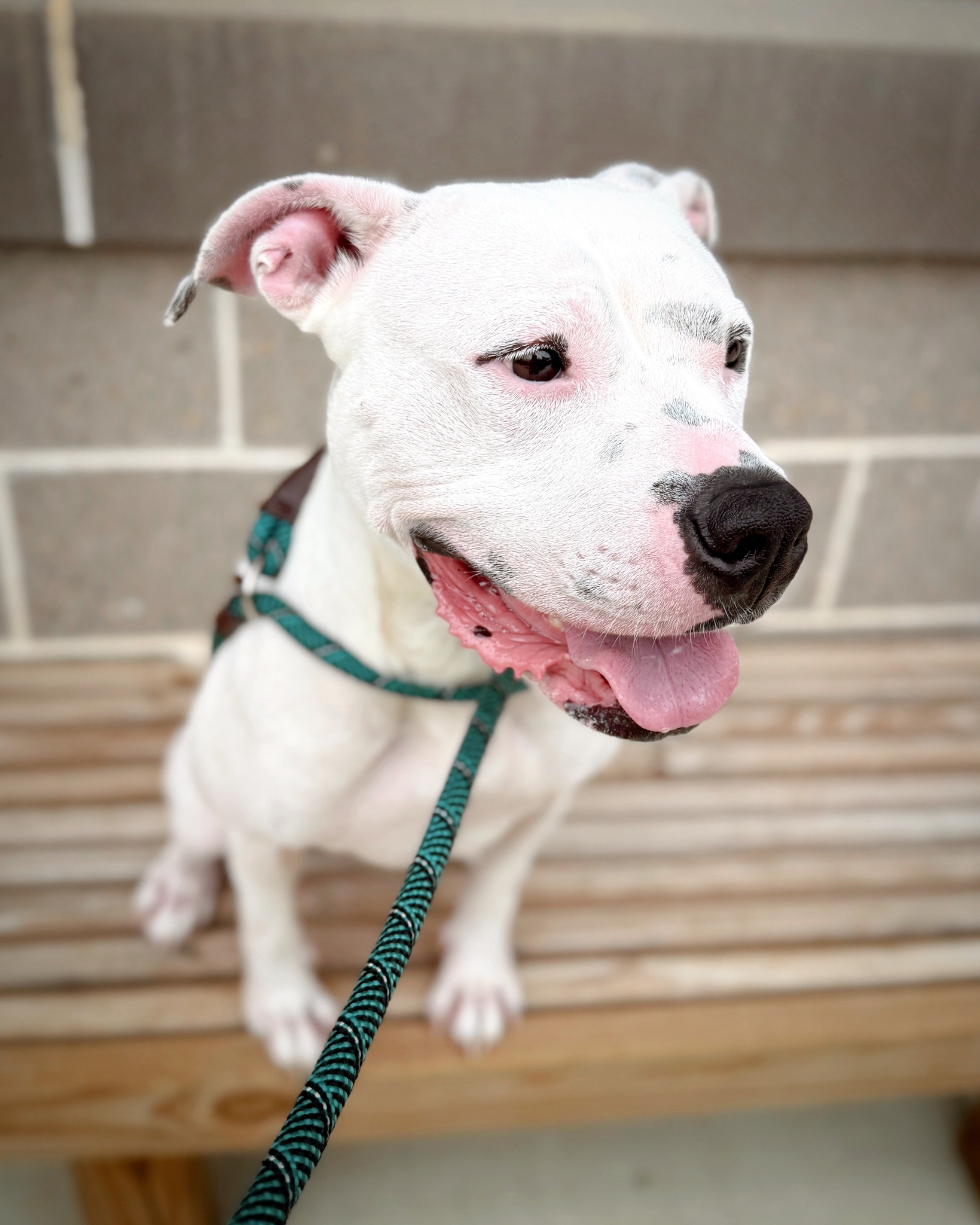 adopted dog on leash