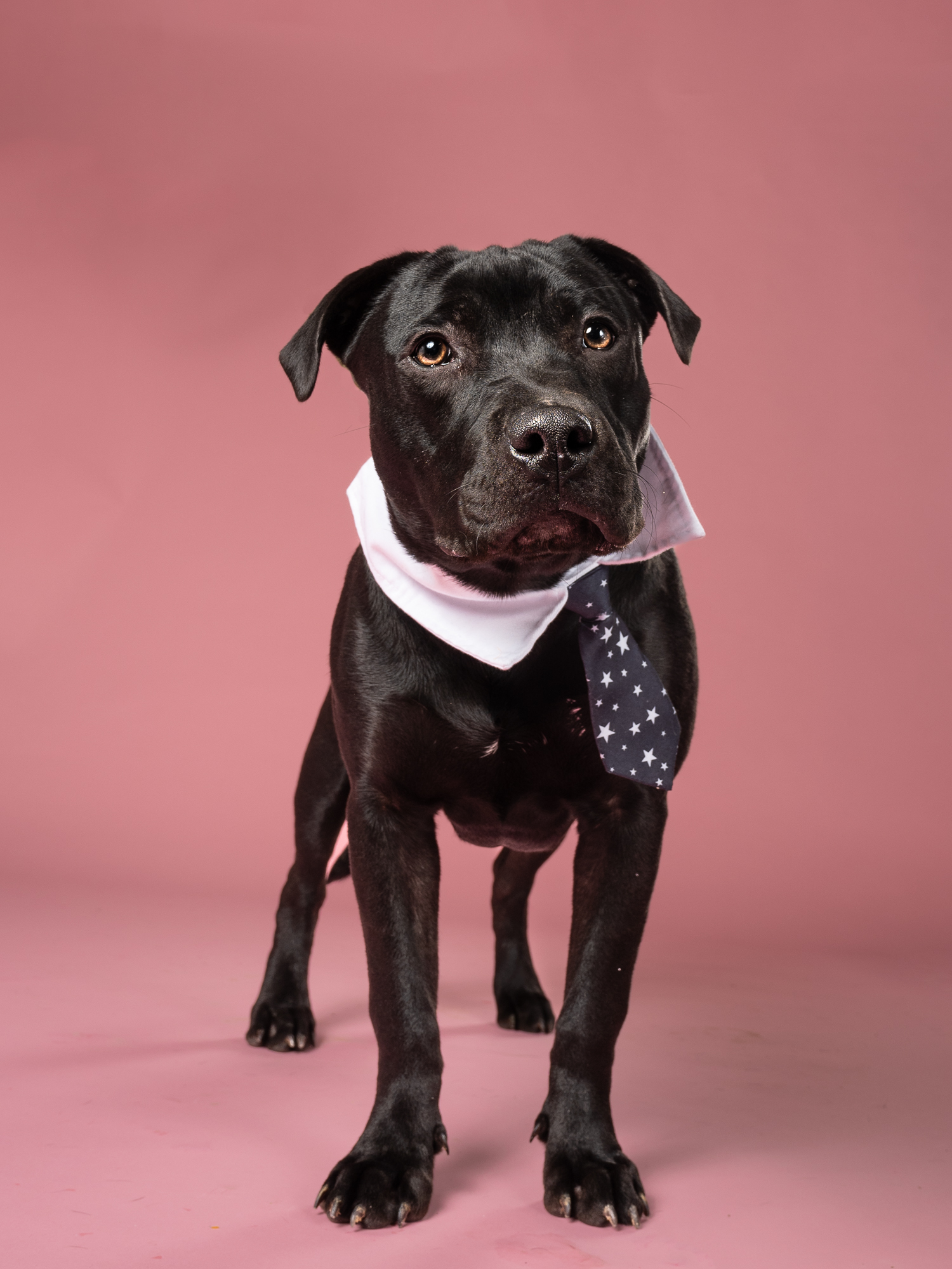 adopted dog posing for picture