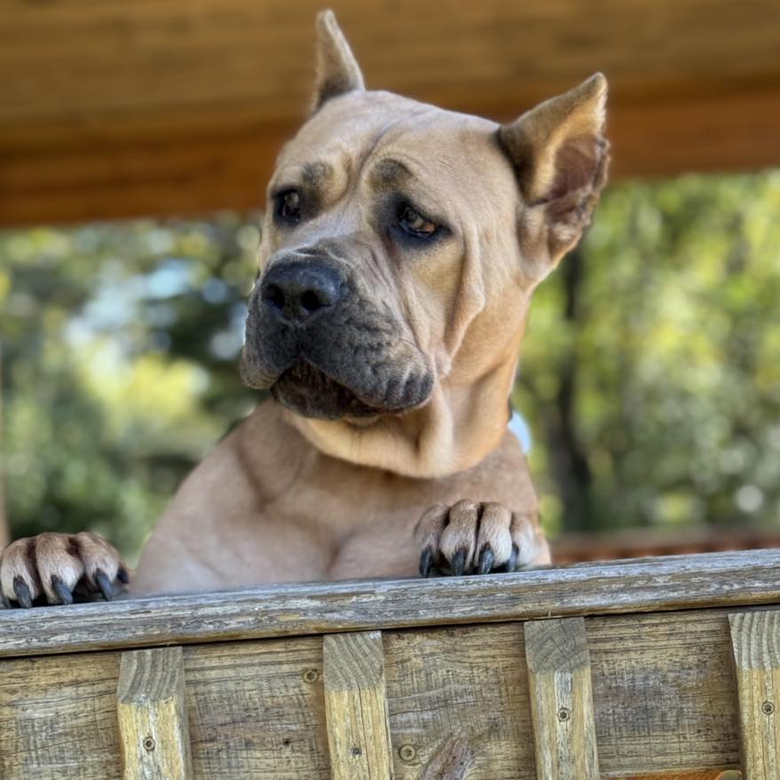adopted senior dog