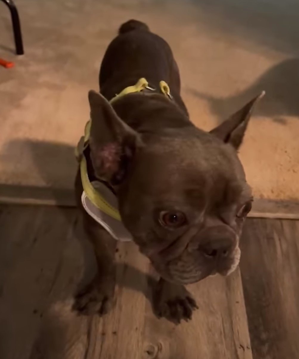adopted shelter dog