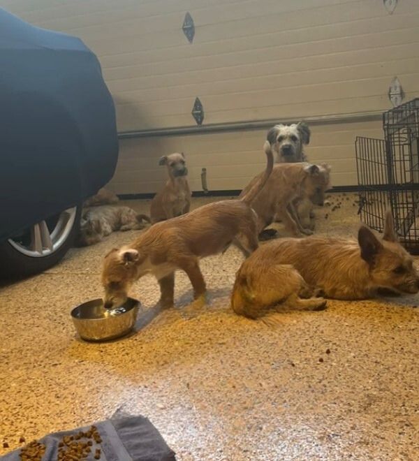 adopted tiny puppies