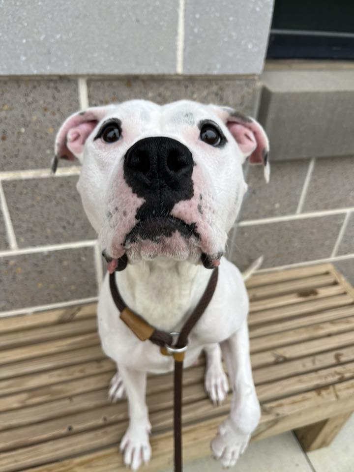 adopted white dog