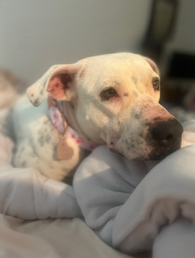 adopted white dog