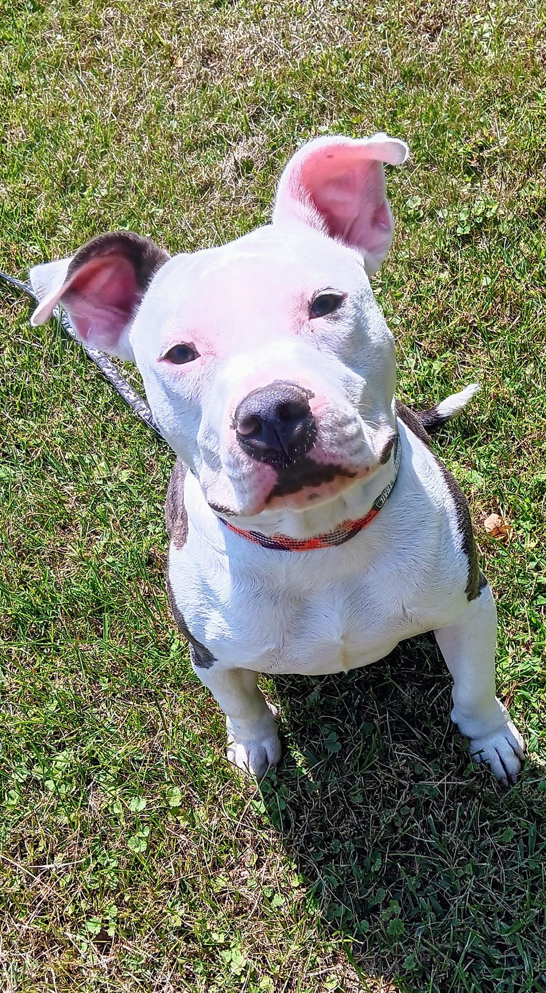 adopted white dog