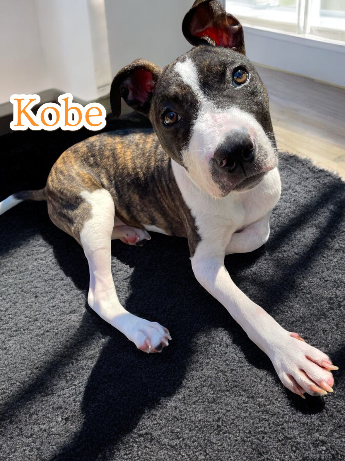 adorable adopted dog