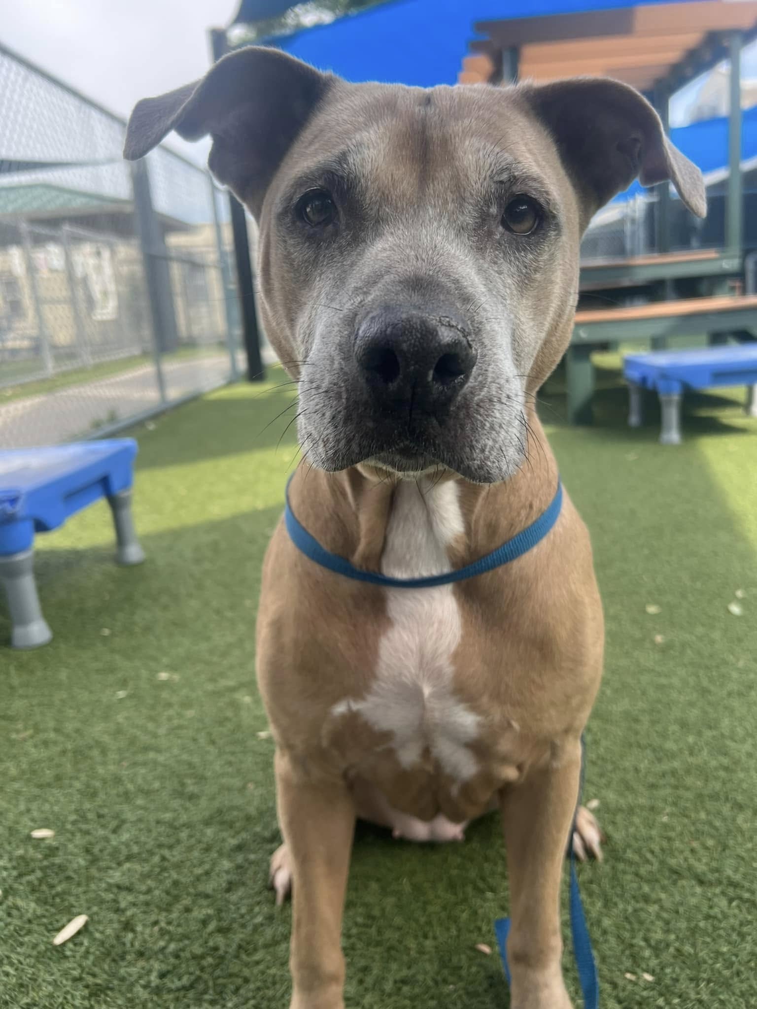 adorable brown dog