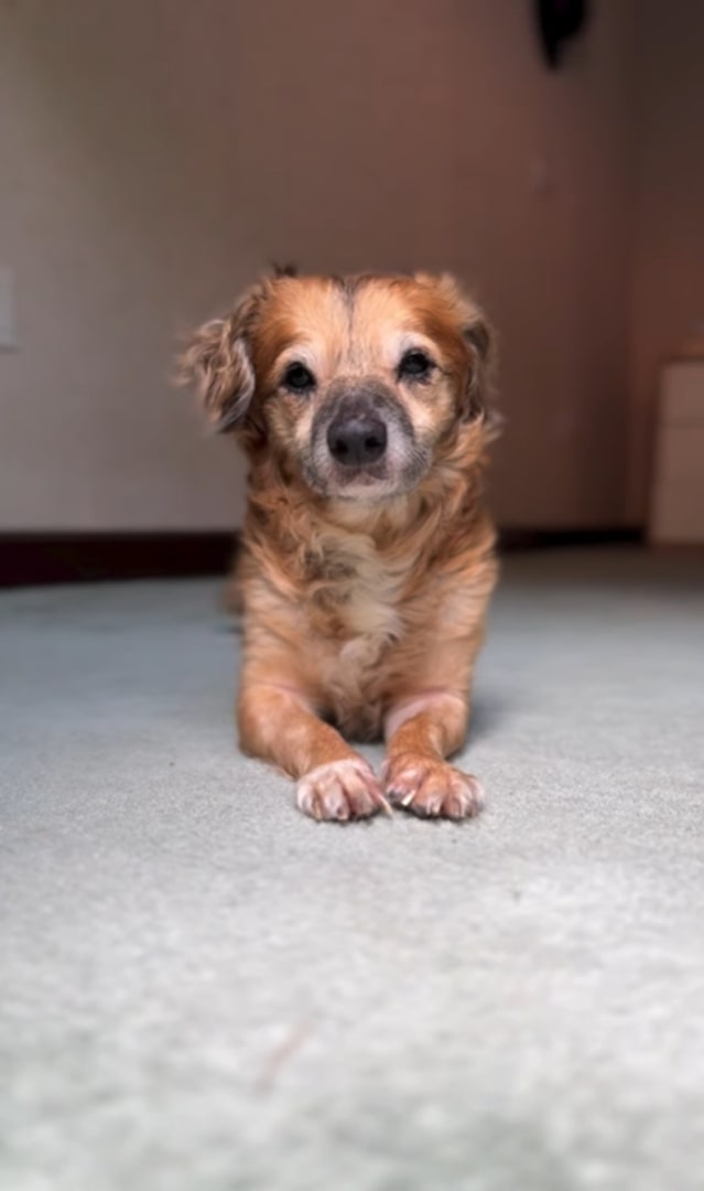 adorable brown puppy laying down