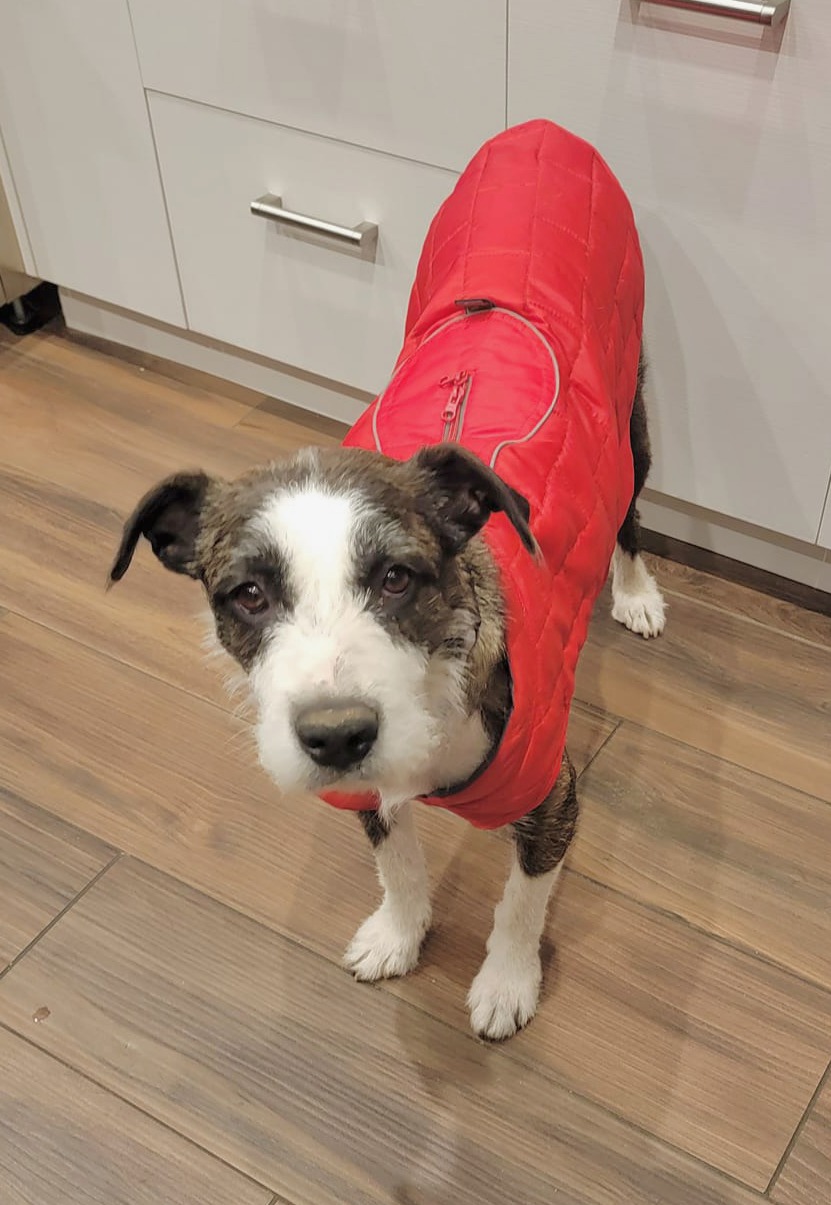 adorable dog