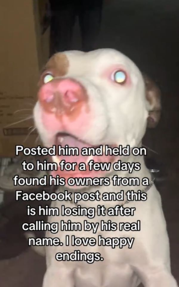 adorable dog
