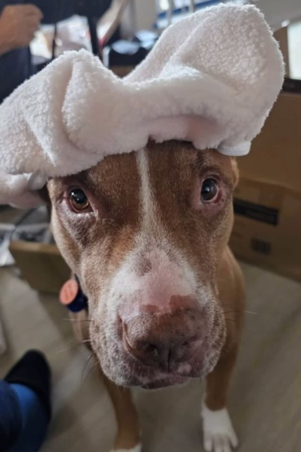 adorable dog