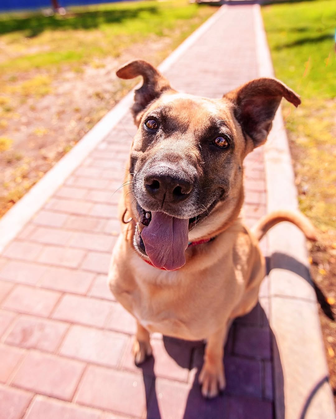 adorable dog