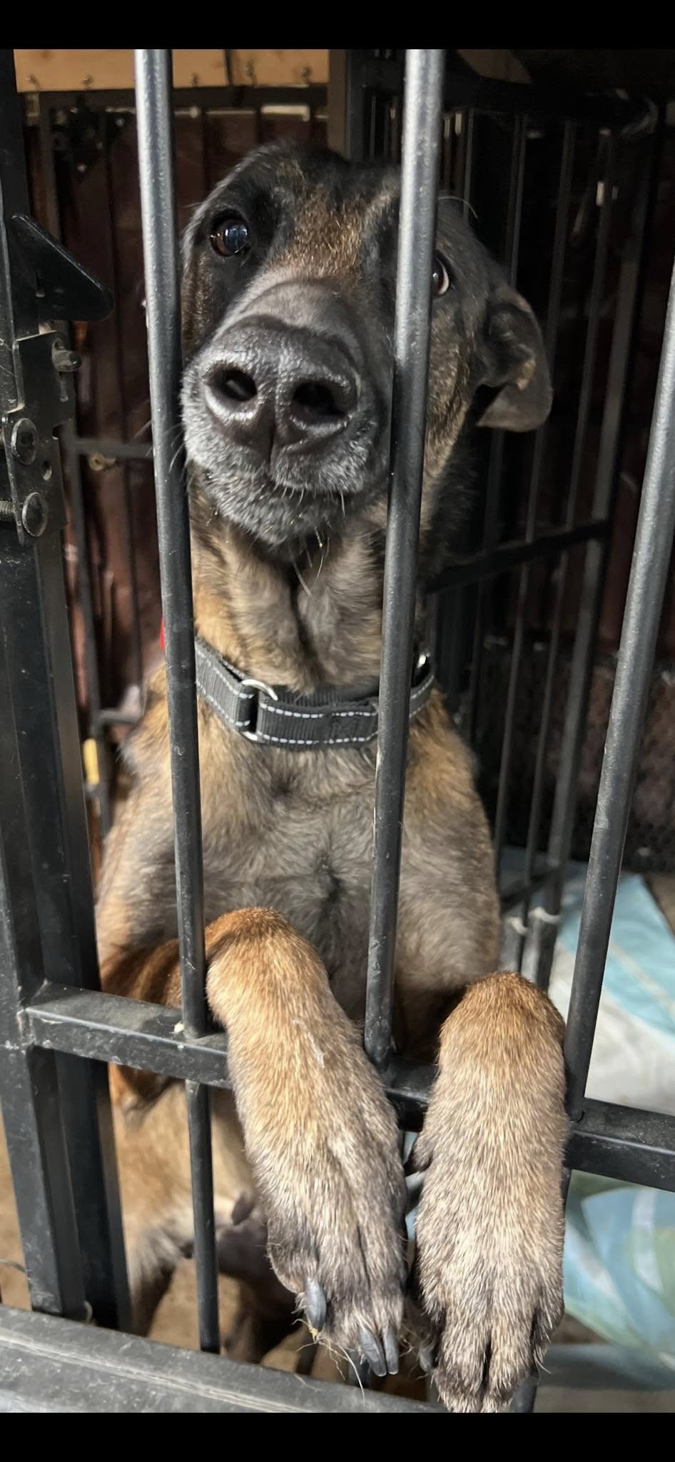 adorable dog in cage