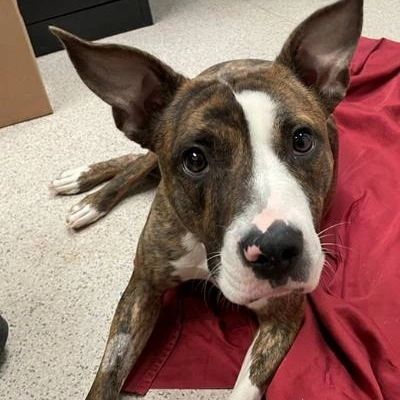 adorable dog laying down