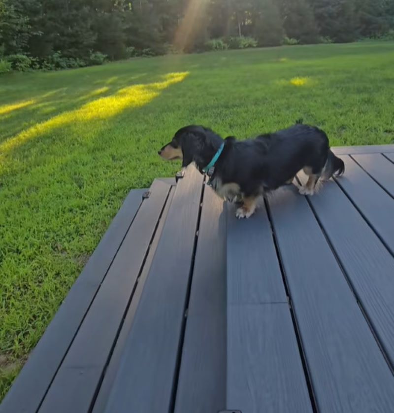 adorable dog on porch