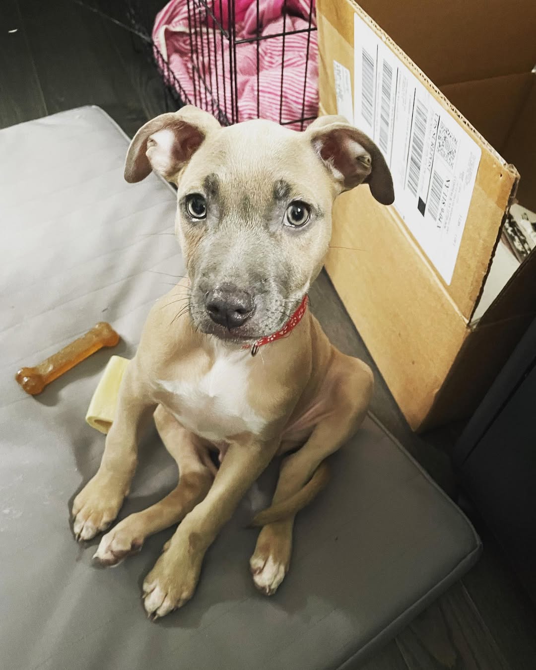 adorable dog sitting