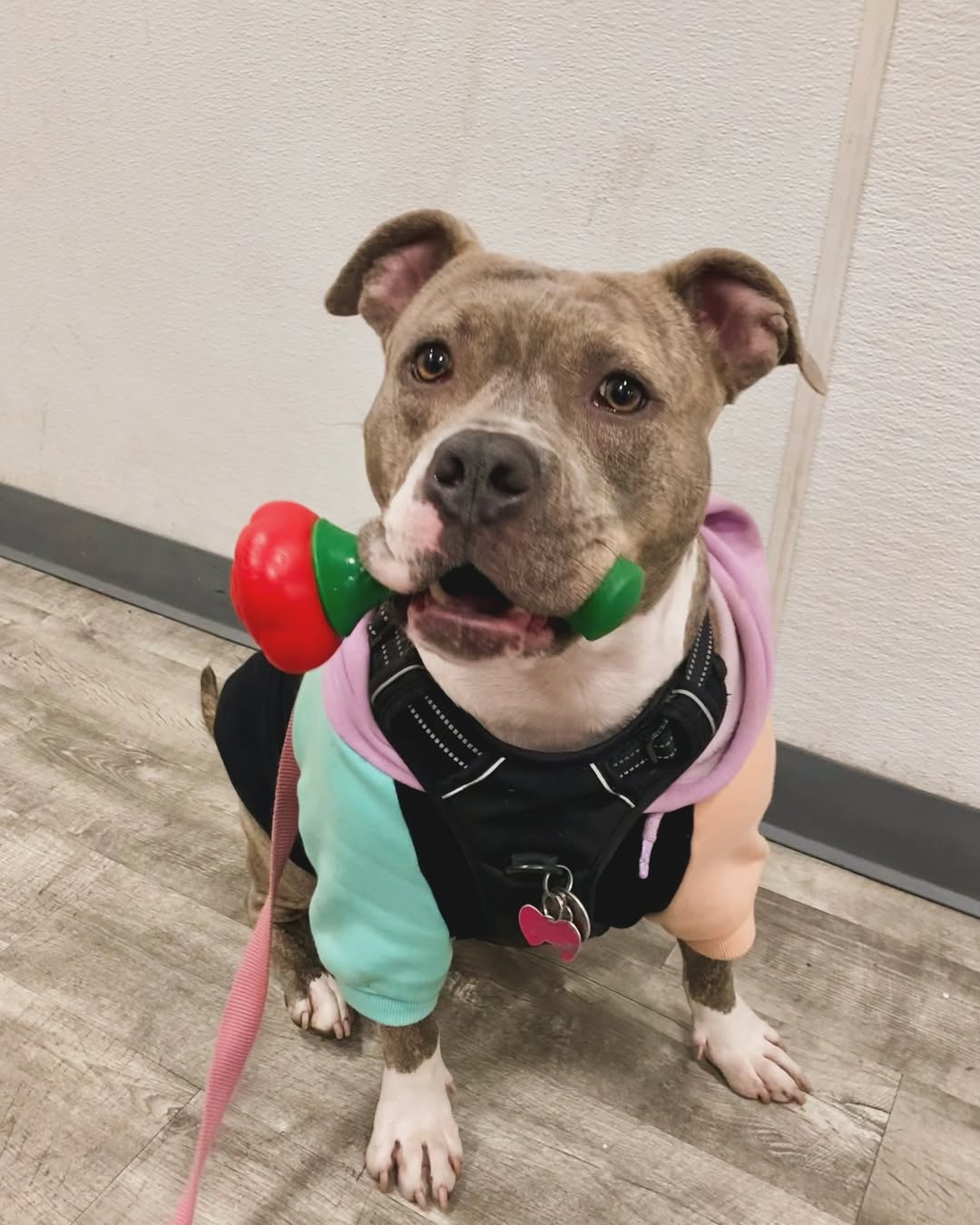 adorable dog with clothes on