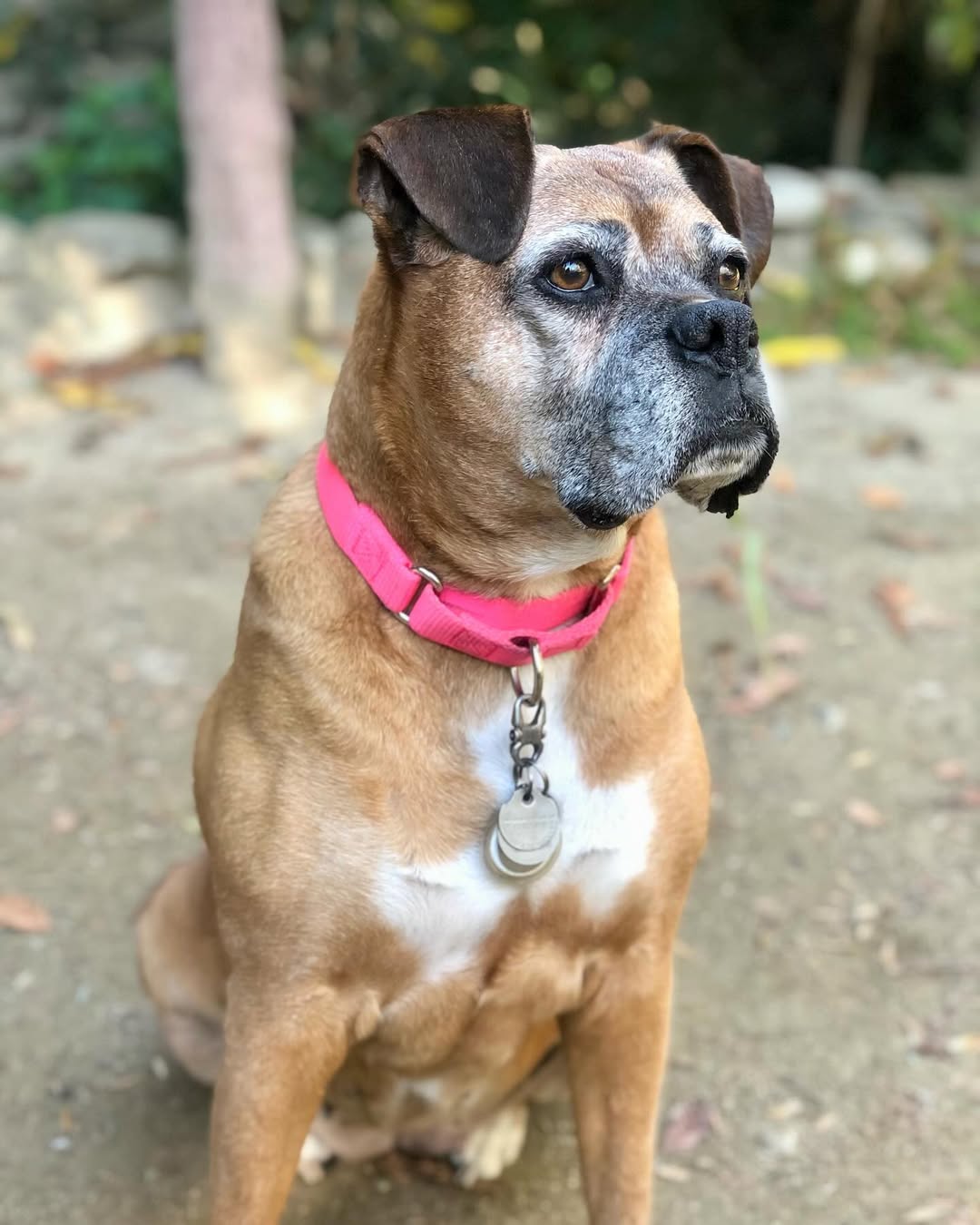 adorable dog
