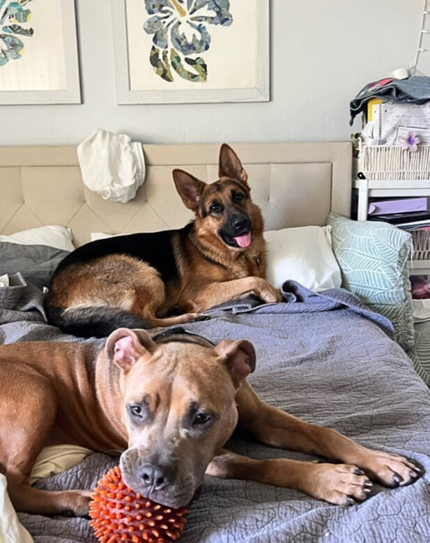 adorable dogs in house