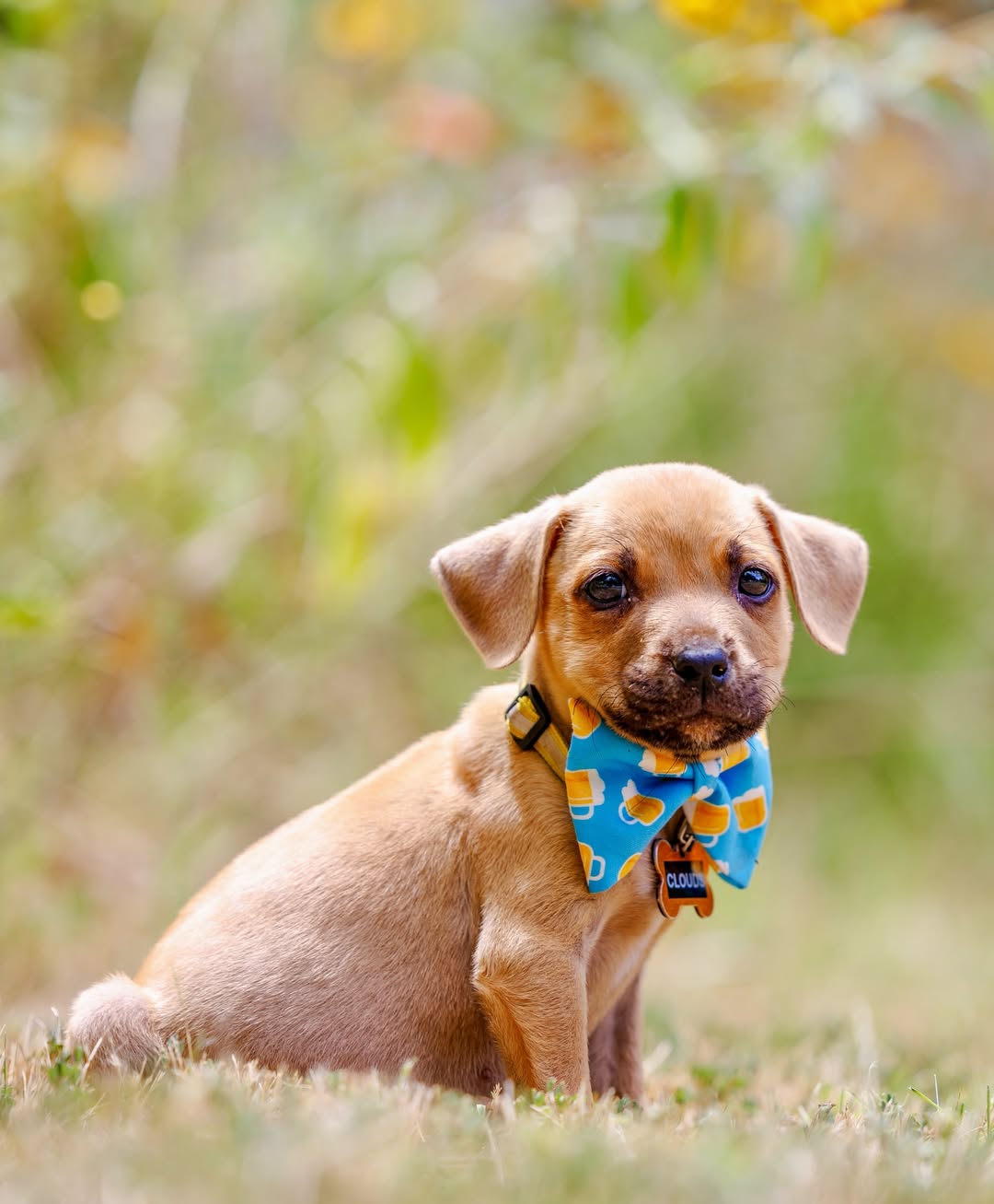 adorable little dog