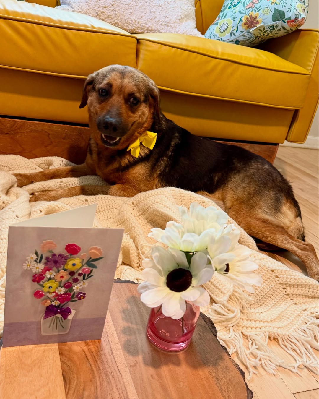 adorable mother dog