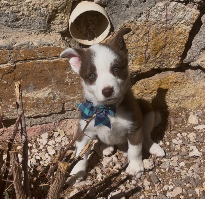 adorable puppy