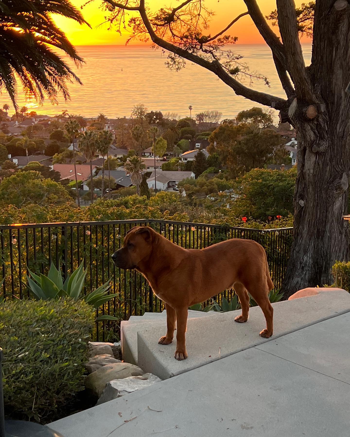 adorable senior brown dog