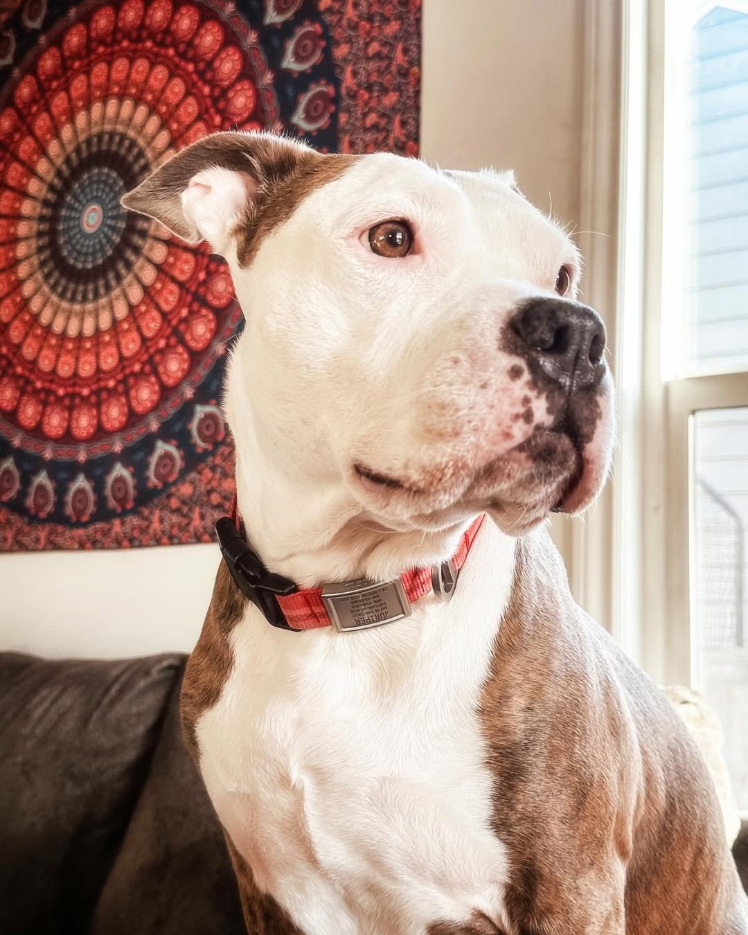adorable senior dog