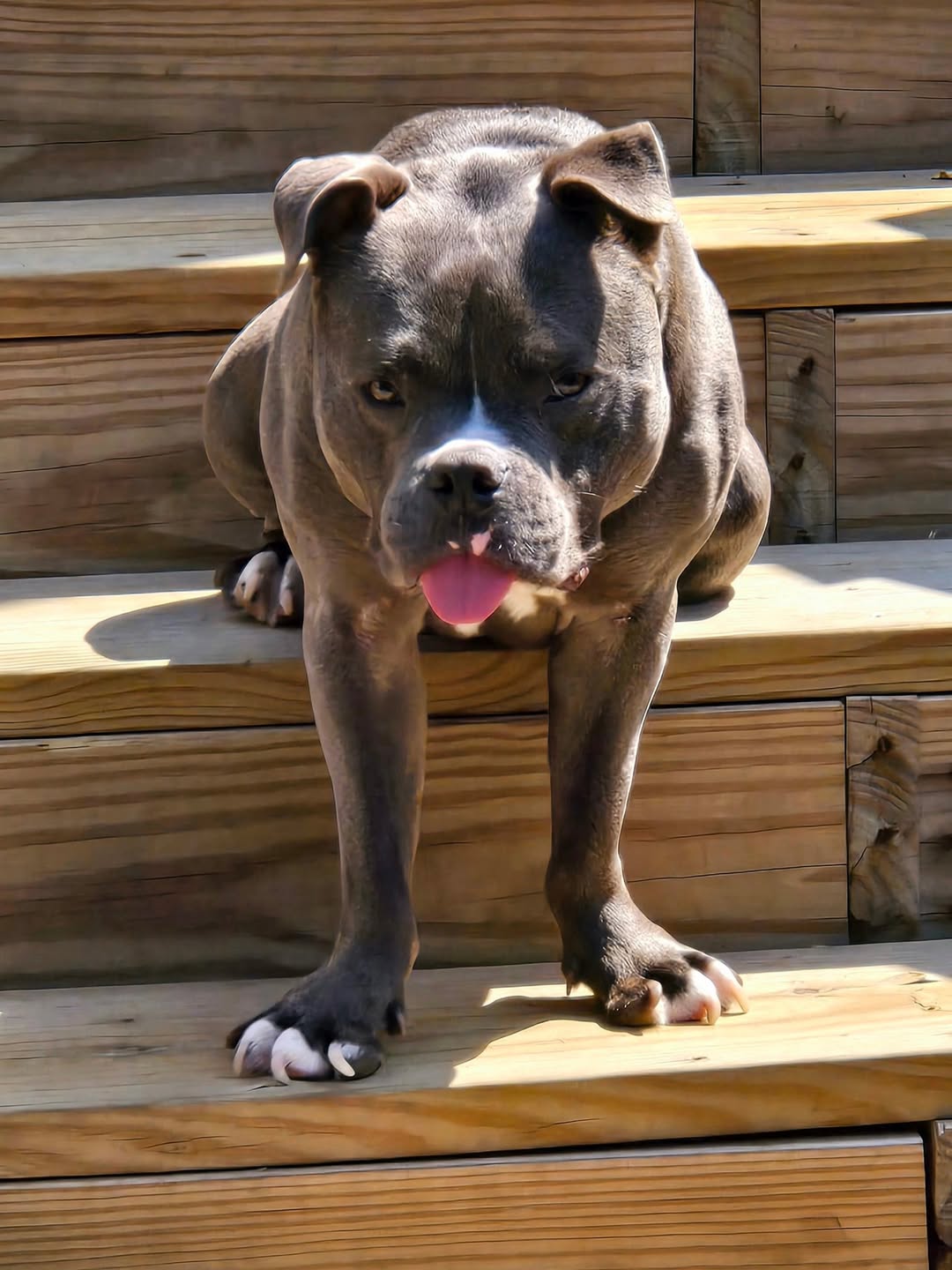 adorable senior dog