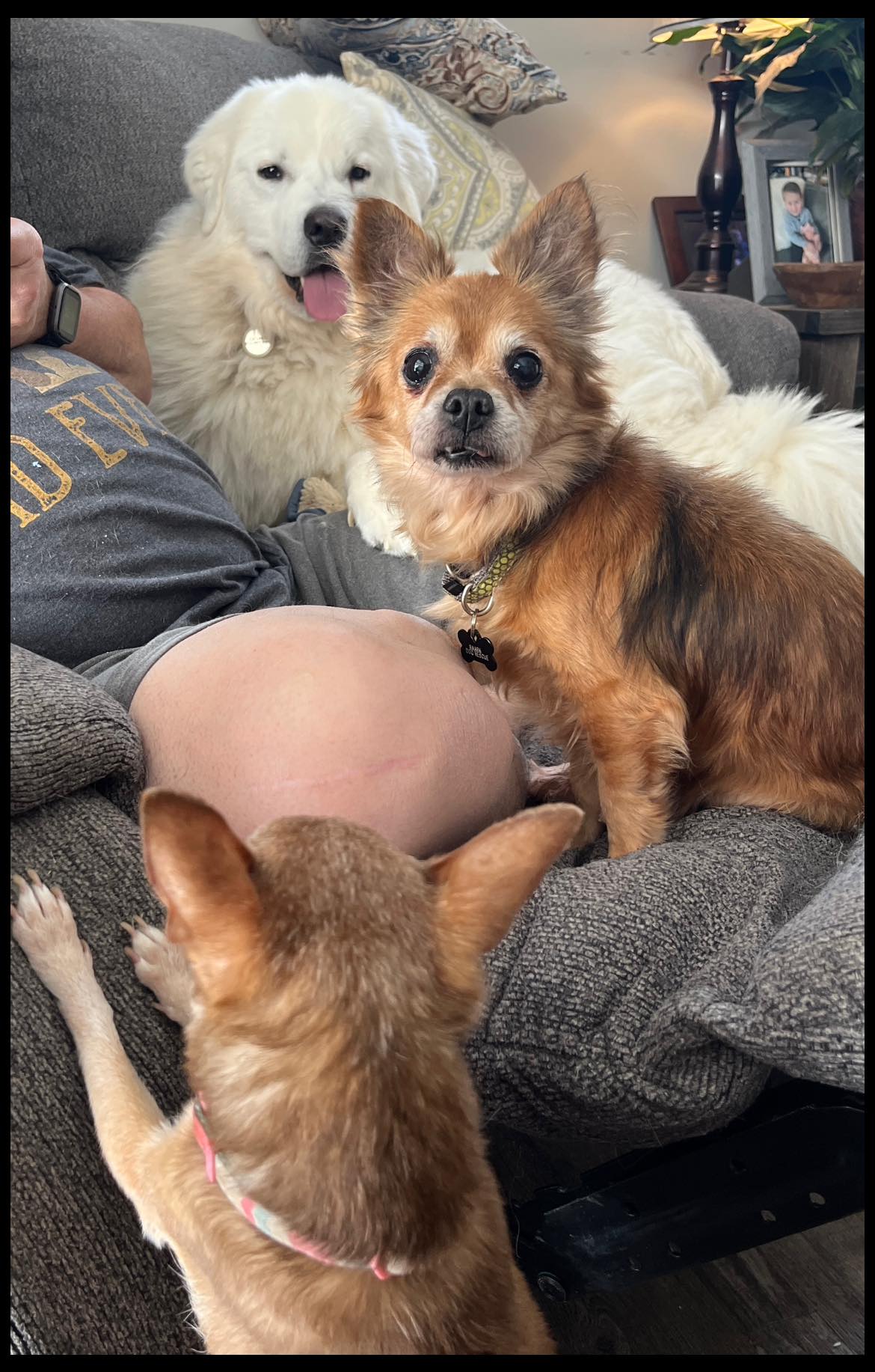 adorable three dogs