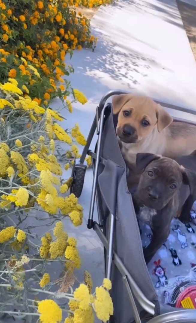 adorable two puppies