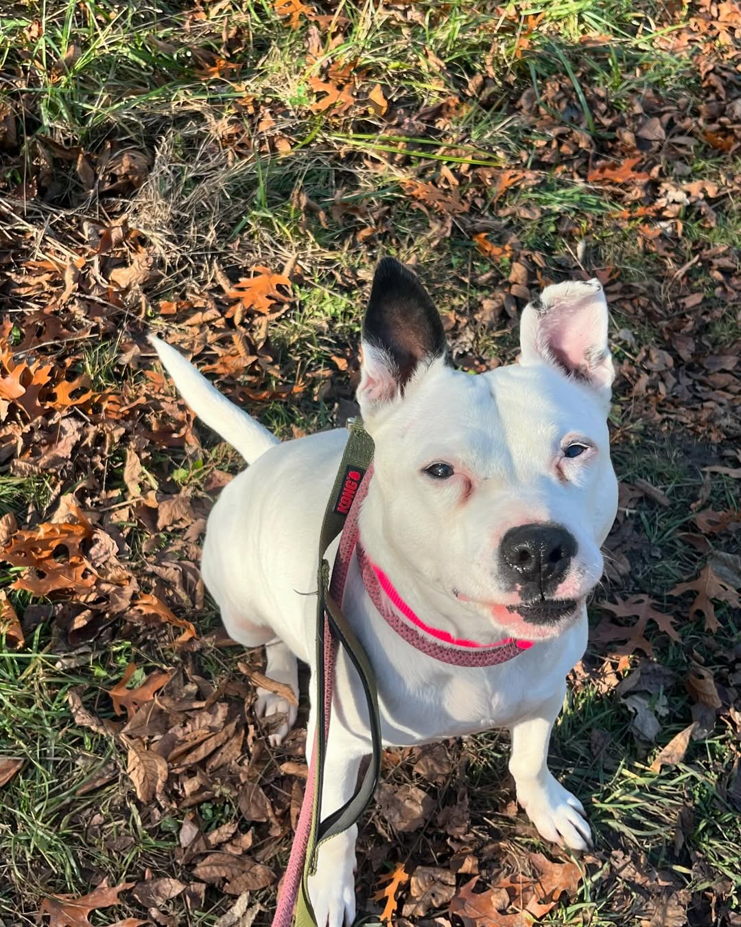 adorable white dog