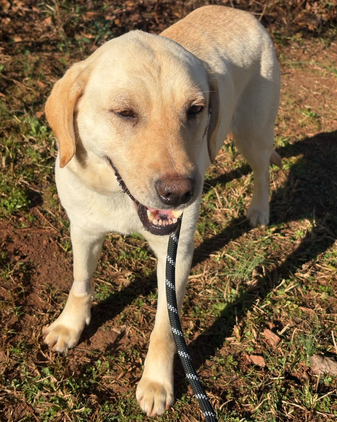 adorable white dog on leash