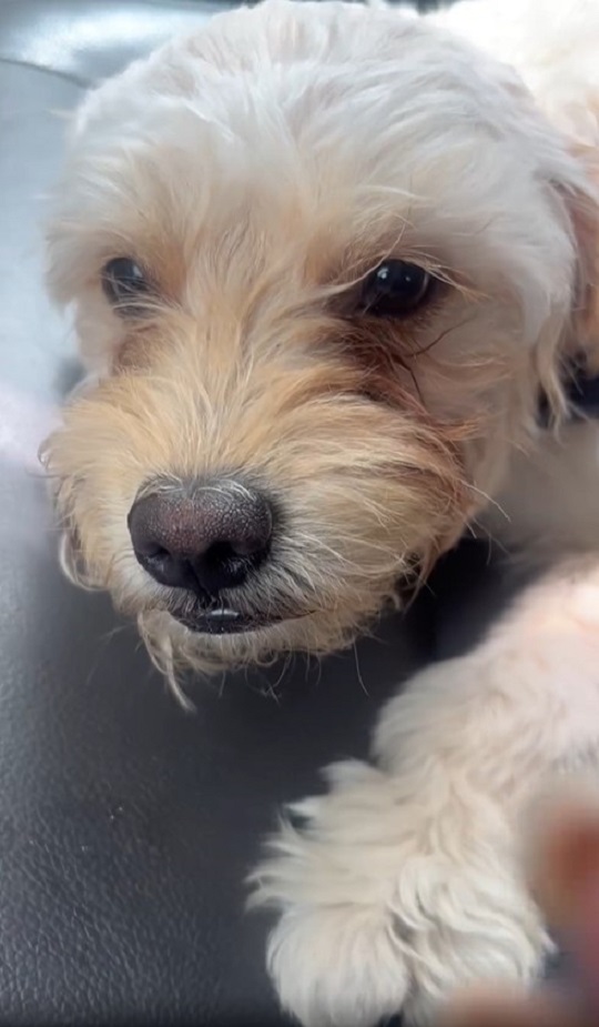 adorable white puppy
