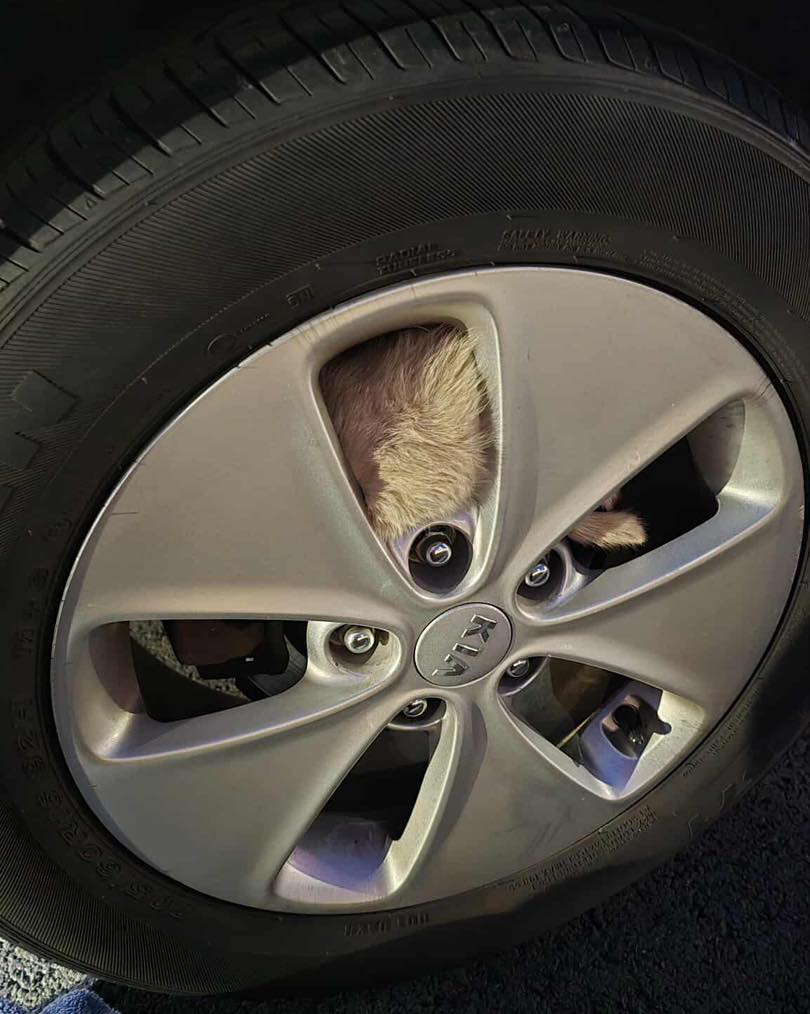animal in car tire