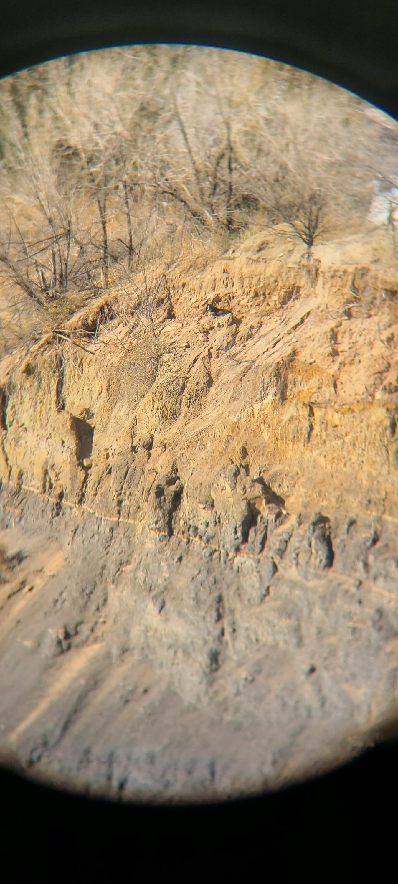 animal on cliff