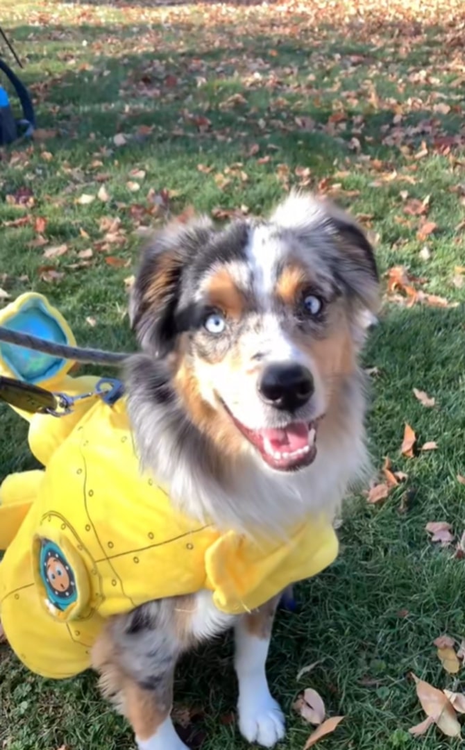 aussie dog in costume