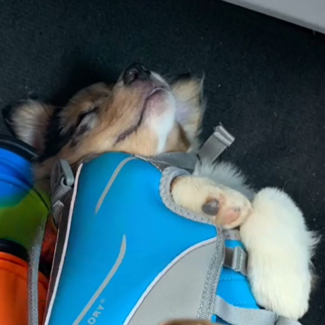 aussie dog sleeping in car