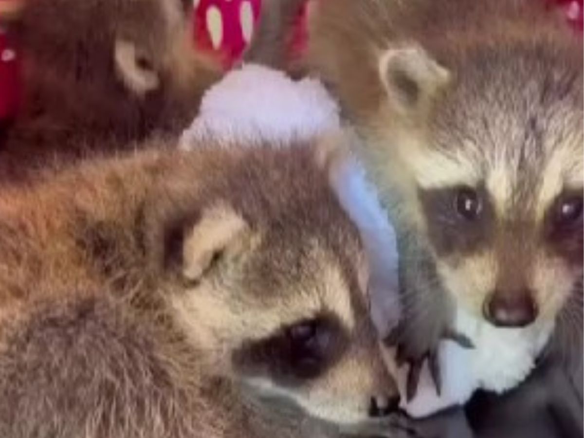 baby racoons