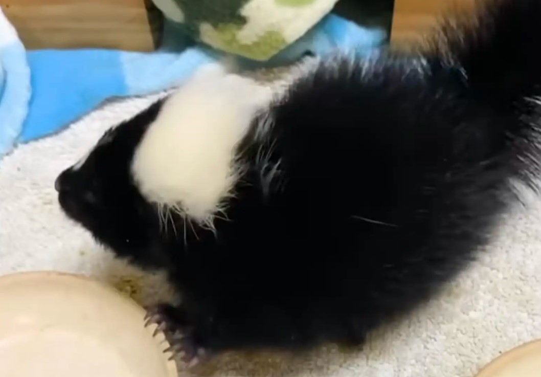 baby skunk