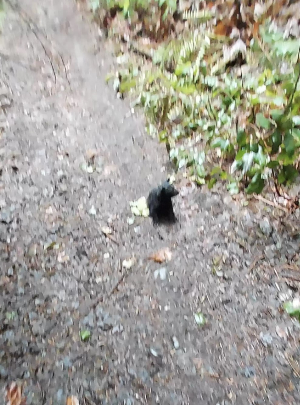 bear cub