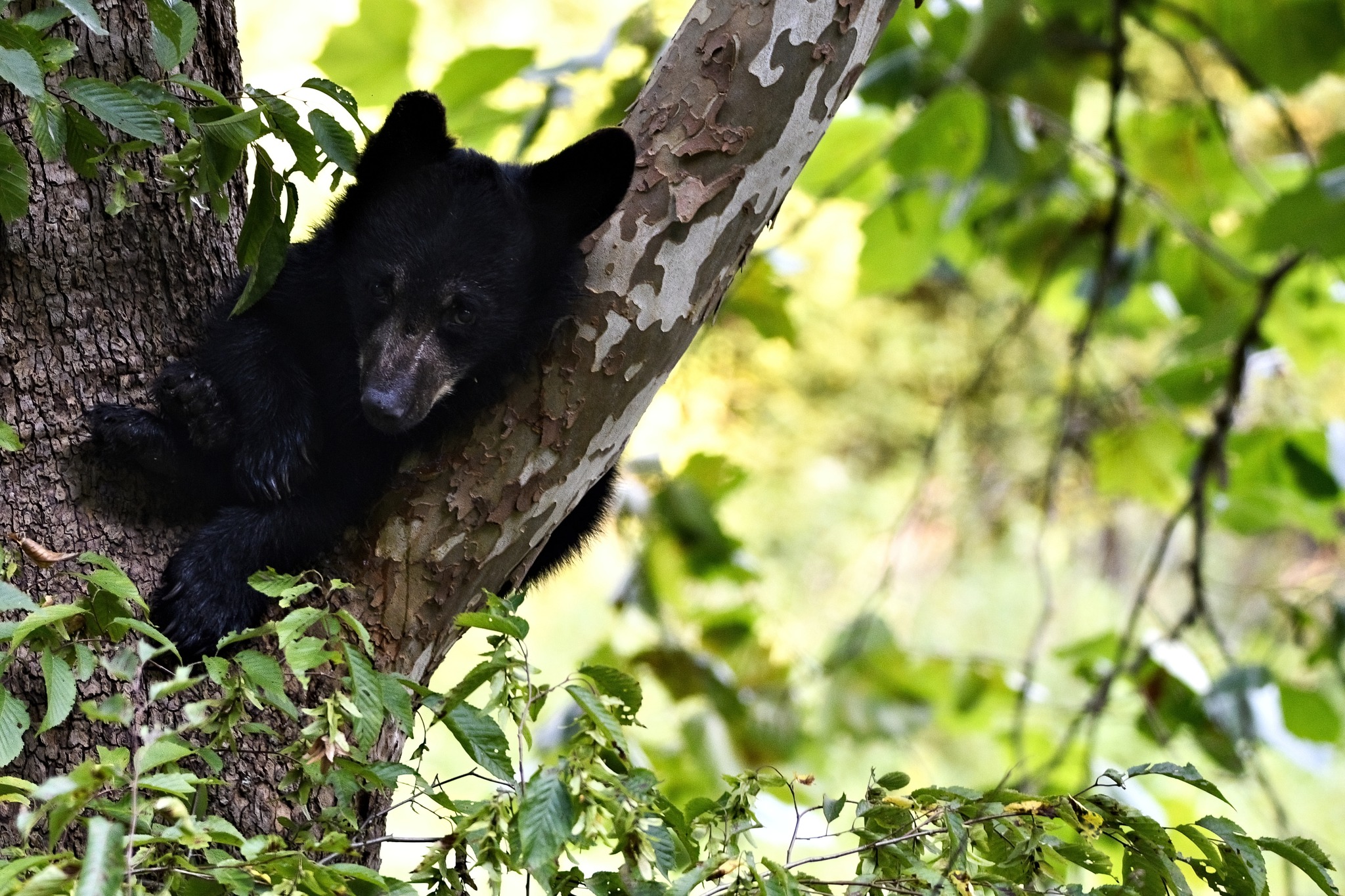 bear cub on tree