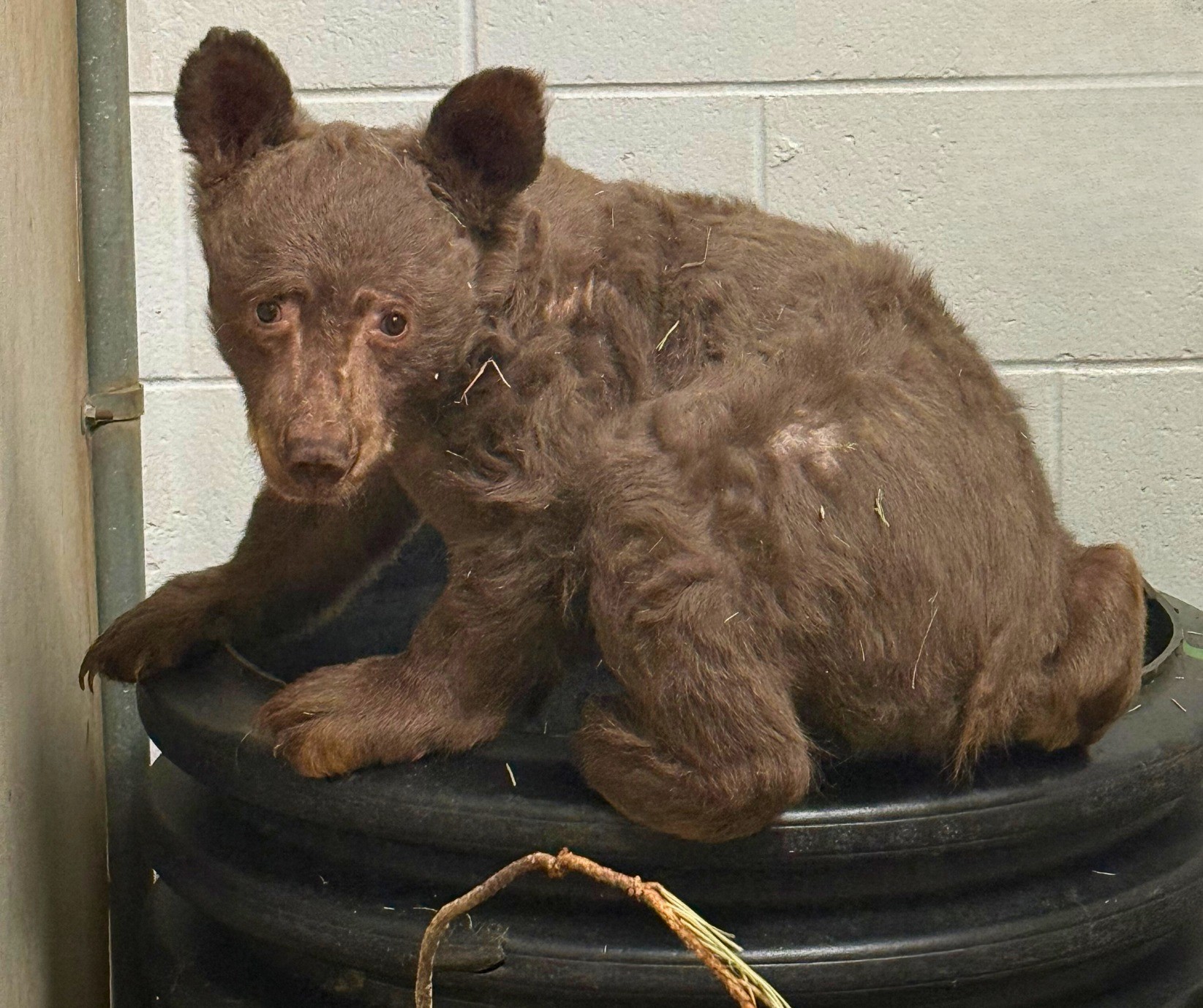 bear cub