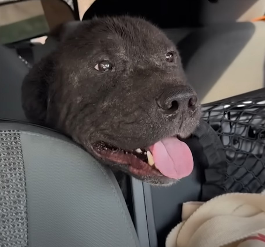 beautiful black dog