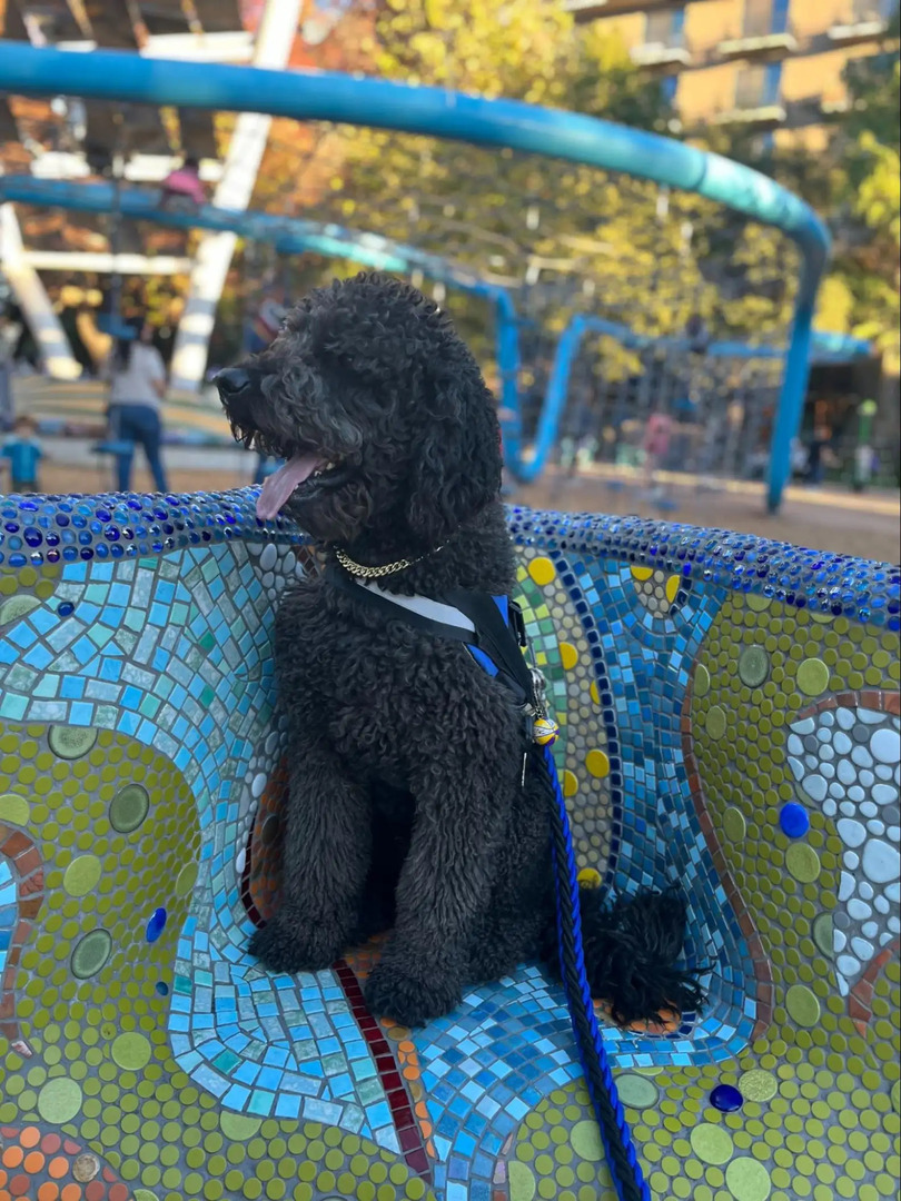 beautiful black dog