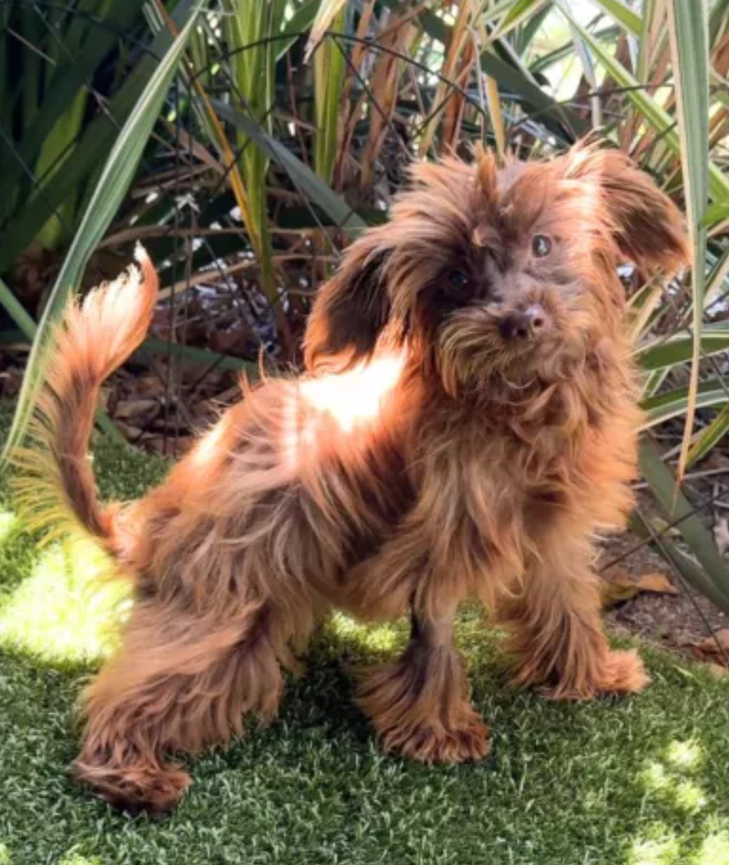 beautiful brown dog